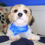 Nimbus Cavachon 04