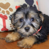 Nori Shorkie 02