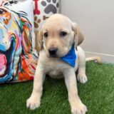 Norm Pomsky Labrador Retriever 01