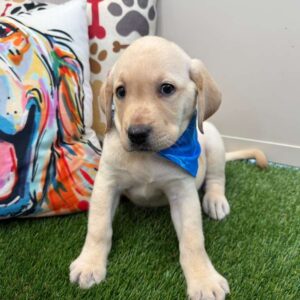 Norm Pomsky Labrador Retriever 01