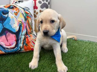 Norm Pomsky Labrador Retriever 01