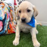 Norm Pomsky Labrador Retriever 02