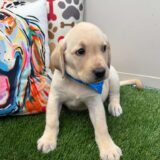 Norm Pomsky Labrador Retriever 03