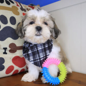 Norm Pomsky Shih Tzu 01