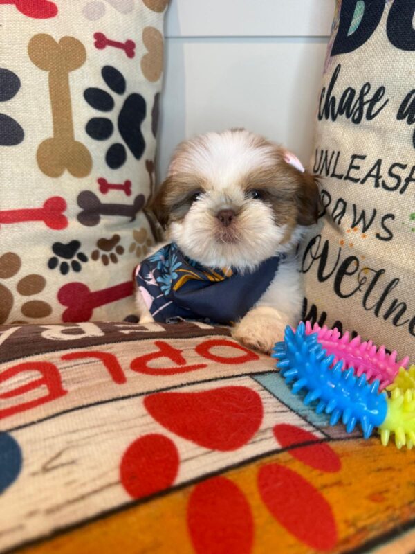 Oakley Shih Tzu 01