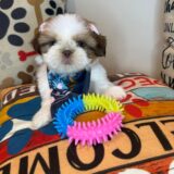 Oakley Shih Tzu 02