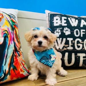 Orla Maltipoo 01