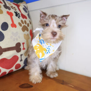 Paige Miniature Schnauzer 01