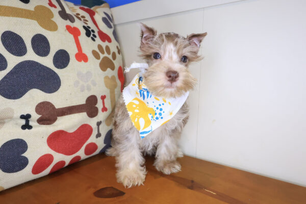 Paige Miniature Schnauzer 01