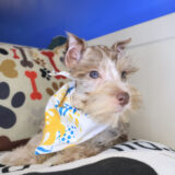 Paige Miniature Schnauzer 02