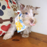 Paige Miniature Schnauzer 04