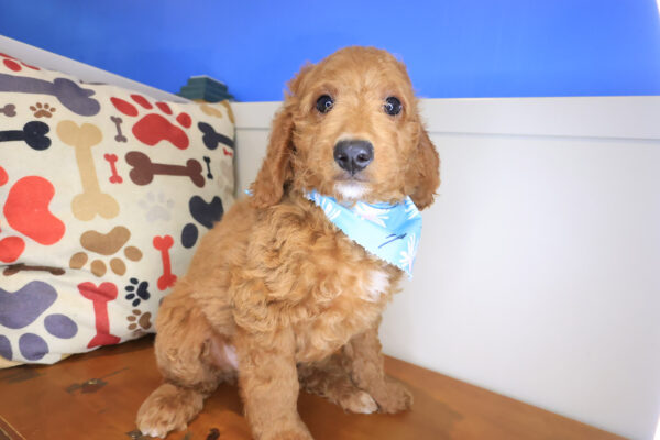 Pearl Mini Goldendoodle 01