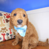 Pearl Mini Goldendoodle 02
