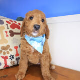 Pearl Mini Goldendoodle 03