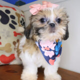 Pearl Shih Tzu 01