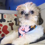 Pearl Shih Tzu 02