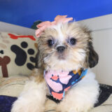 Pearl Shih Tzu 03