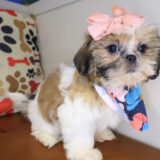 Pearl Shih Tzu 04