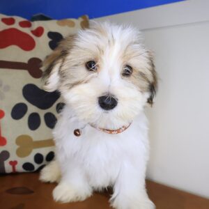 Percy Morkie 01
