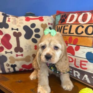 Petunia Cocker Spaniel 01