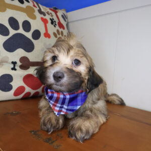 Pico Havanese 01