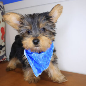 Pipkin Yorkshire Terrier 01