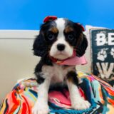 Puff Cavalier King Charles Spaniel 02