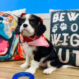 Puff Cavalier King Charles Spaniel 03