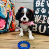 Puff Cavalier King Charles Spaniel 04