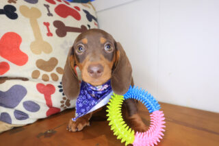 Puparazzi Dachshund 01