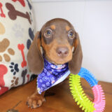 Puparazzi Dachshund 03