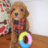 Quicksilver Poodle 01