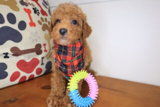 Quicksilver Poodle 01