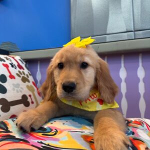 Quinn Golden Retriever 01