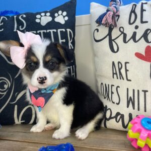 Raspberry American Corgi 01
