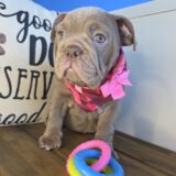 Raven English Bulldog 02