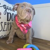 Raven English Bulldog 03