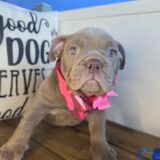 Raven English Bulldog 04