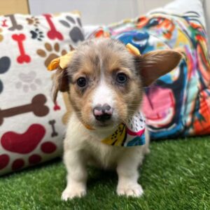 Reba American Corgi 01
