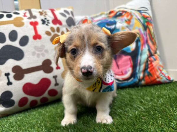 Reba American Corgi 01