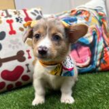 Reba American Corgi 02