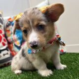 Reba American Corgi 03