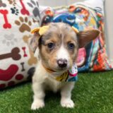 Reba American Corgi 04