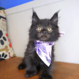 Rihanna Maine Coon 01