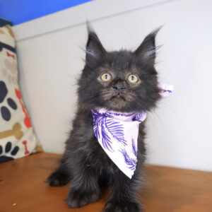 Rihanna Maine Coon 01
