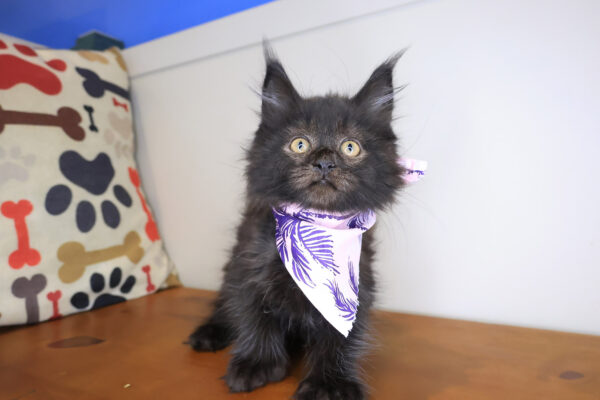 Rihanna Maine Coon 01