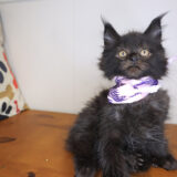 Rihanna Maine Coon 03