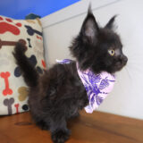 Rihanna Maine Coon 04