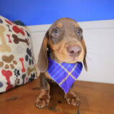 Riley Dachshund 01