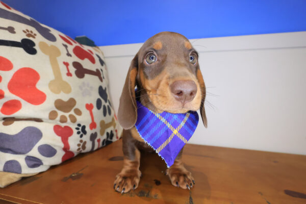 Riley Dachshund 01
